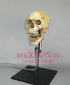 Talking Skull - Added Head Turn & Jaw Movements